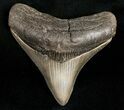 Sharply Serrated Posterior Megalodon Tooth #11985-1
